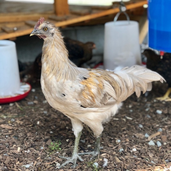 Like Follow Share <3 - Picture 2 of 5